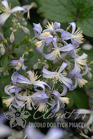 Клематис борщевиколистный Прекокс